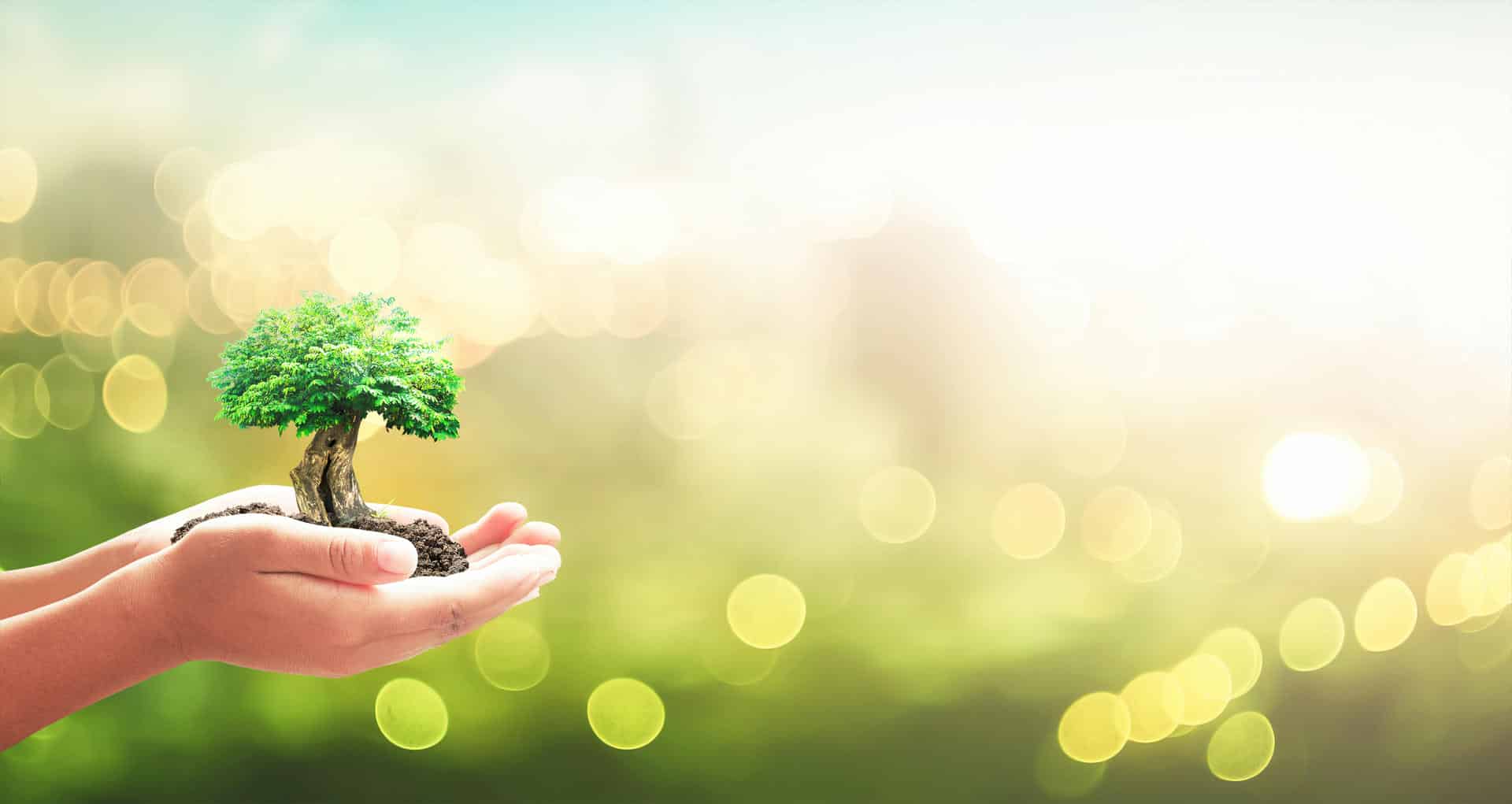 Growth-Tree_compressed